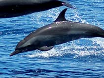 Image of Stenella attenuata (Pantropical spotted dolphin)