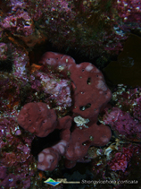 Image of Petrosia corticata 