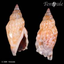 Image of Strombus dentatus (Samar conch)