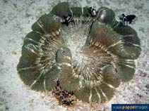 Image of Stichodactyla haddoni (Haddon\