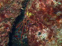 Image of Stenorhynchus lanceolatus 