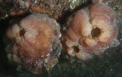 Image of Styela plicata (Pleated sea squirt)