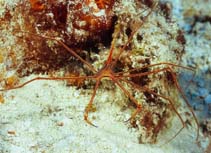 Image of Stenorhynchus seticornis (Yellowline arrow crab)