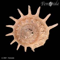 Image of Xenophora solaris (Sunburst carrier shell)