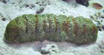 Image of Stichopus vastus (Zebrafish)
