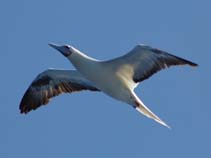 Image of Sula sula (Red-footed booby)