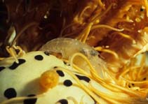 Image of Synalpheus carinatus (Carinate snapping shrimp)