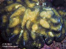 Image of Lobophyllia hassi (Sinuous cup coral)