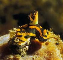 Image of Tambja gabrielae 