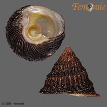 Image of Tegula regina (Queen tegula)