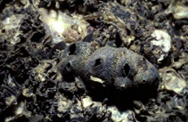 Image of Tetraclita squamosa 