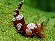 Image of Thor amboinensis (Squat anemone shrimp)