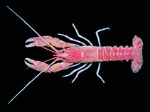 Image of Thymops birsteini (Patagonian lobsterette)