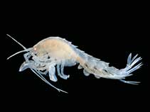 Image of Thurstonella chelata 
