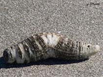 Image of Thyonella gemmata (Green sea cucumber)