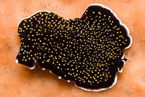 Image of Thysanozoon nigropapillosum 