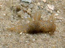 Image of Thecacera pennigera (Rudman\