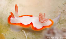 Image of Thorunna purpuropedis 