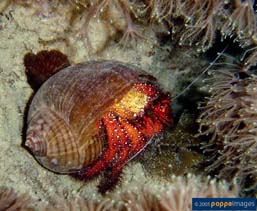 Image of Tonna cepa (Channeled tunshell)