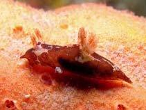 Image of Trapania brunnea (Brown trapania)
