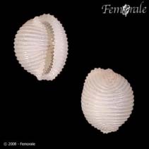 Image of Trivia candidula 