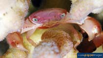 Image of Trapezia cymodoce (Lilac coral crab)