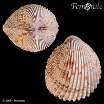 Image of Trachycardium egmontianum (Florida pricklycockle)