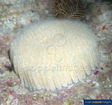 Image of Tutufa bubo (Giant frog shell)