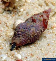 Image of Turridrupa cerithina 