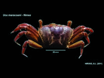 Image of Uca maracoani (Brazilian fiddler crab)