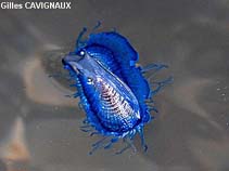 Image of Velella velella (By-the-wind sailor)