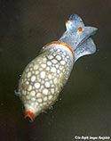 Image of Volvatella angeliniana 