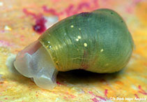 Image of Volvatella ventricosa 