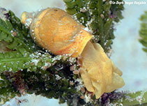 Image of Volvatella vigourouxi 