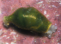 Image of Volvatella viridis 