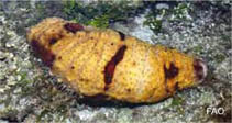 Image of Actinopyga agassizi (Five-toothed sea cucumber)