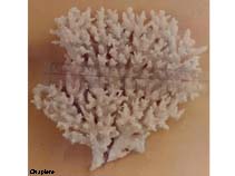 Image of Acropora granulosa (Tubular table coral)