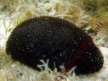 Image of Actinopyga miliaris (Hairy blackfish)