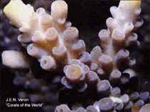 Image of Acropora austera (Stony coral colonies)