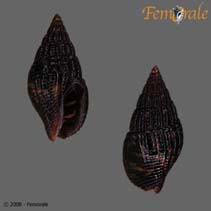 tn_Anhil_u0.jpg