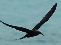 Image of Anous stolidus (Brown noddy)