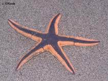 Astropecten articulatus - Wikipedia