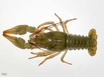 Image of Astacus leptodactylus (Danube crayfish)