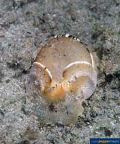Image of Atys naucum (Pacific nut sheath bubble)