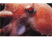 Image of Bathypolypus arcticus (North Atlantic octopus)