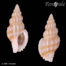Image of Bailya parva (West Indian baily shell)