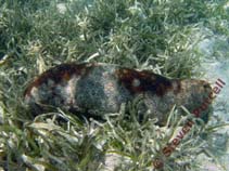 Image of Bohadschia argus (Leopard fish)