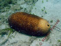 Image of Bohadschia vitiensis (Brown sandfish)