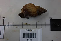 Image of Buccinum plectrum (Sinuous whelk)