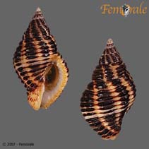 Image of Pollia fumosa (Whelk)